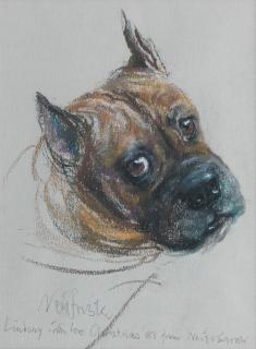 Neil Forster - An old Boxer dog