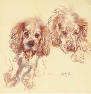 Neil Forster - Gus, A Spaniel