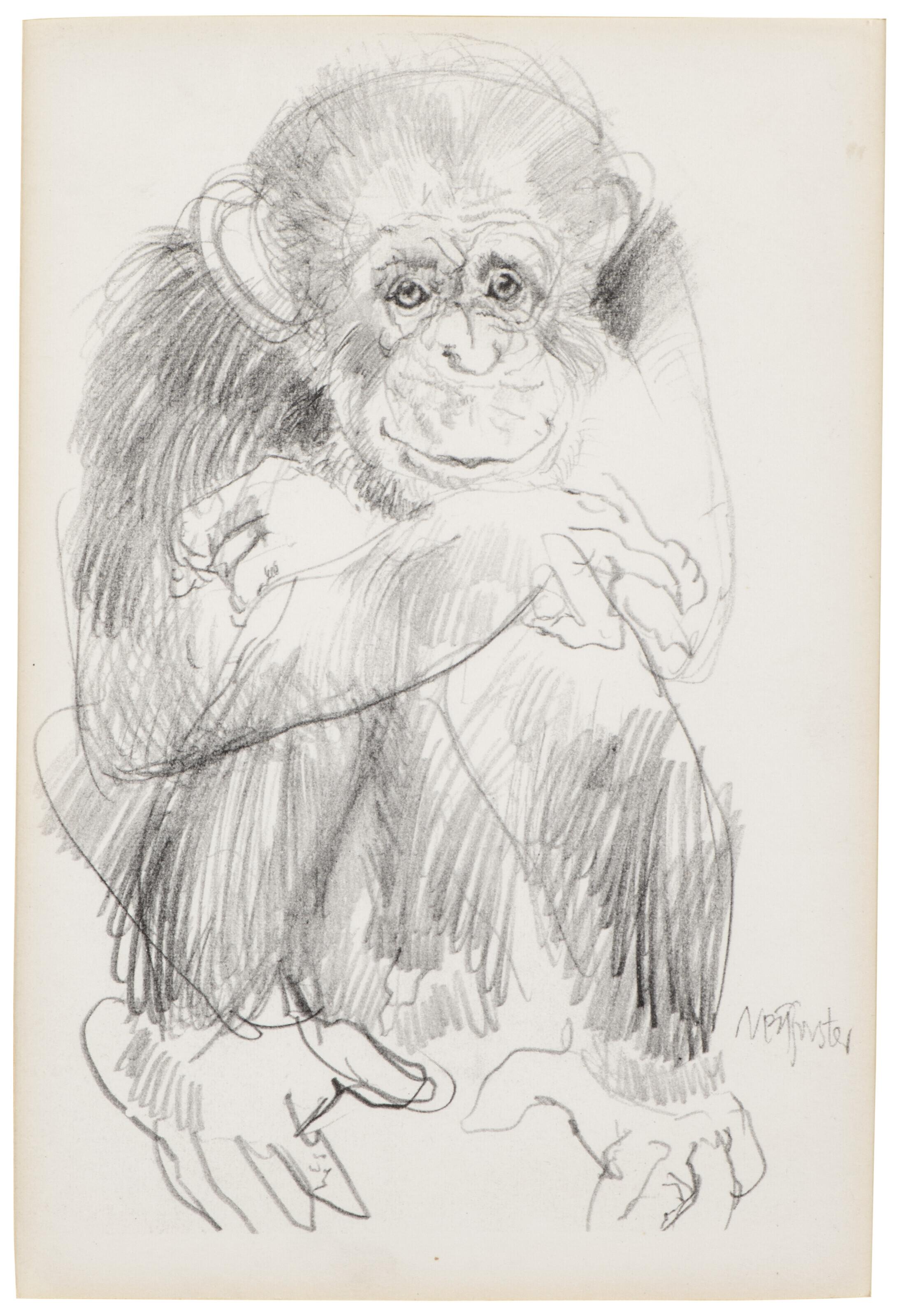 Neil Forster - Study For A Chimpanzee