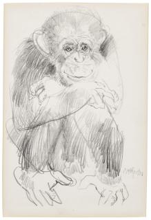 Neil Forster - Study For A Chimpanzee