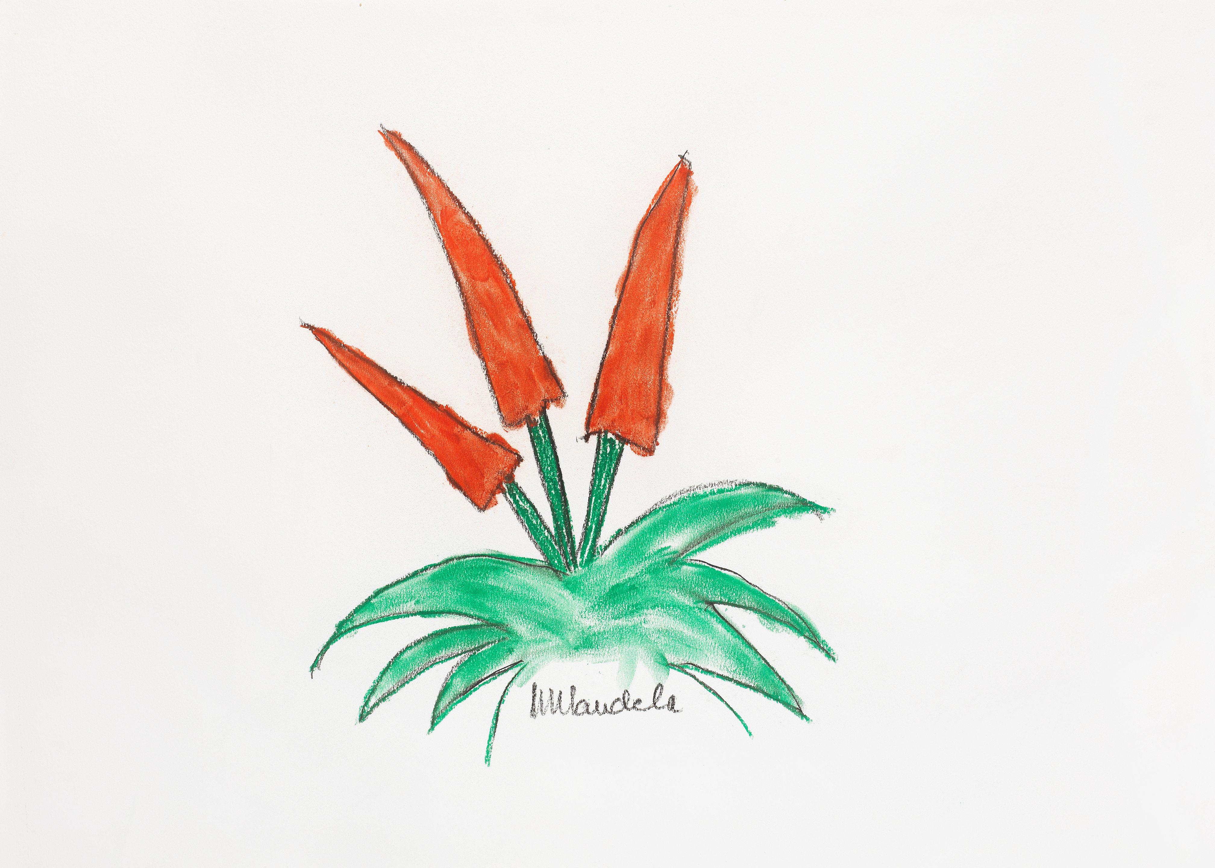 Nelson Rolihlahla Mandela - A Cape Aloe in flower