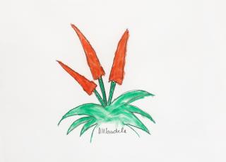 Nelson Rolihlahla Mandela - A Cape Aloe in flower