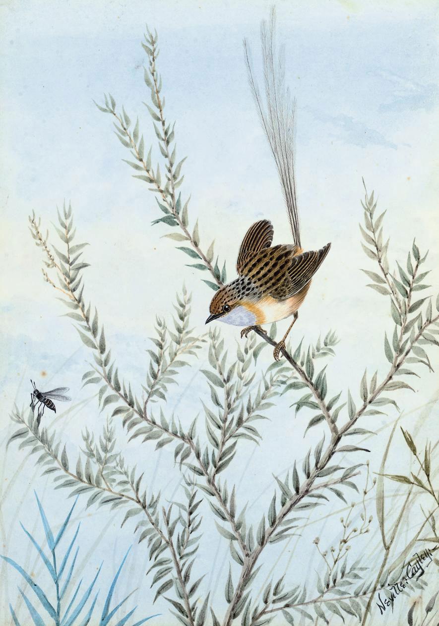 Neville Henry Peniston Cayley - Common Emu Wren (Stipiturus Malachurus)