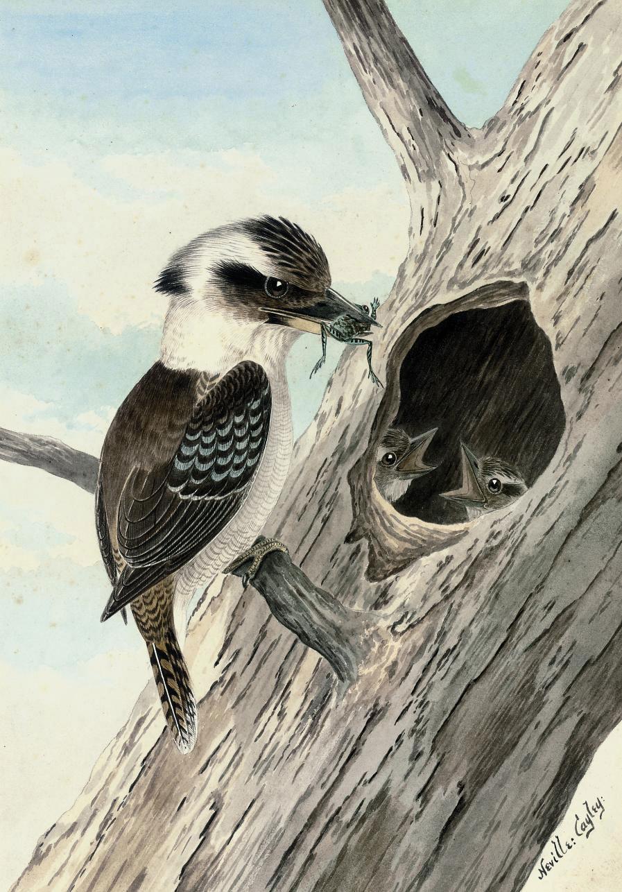 Neville Henry Pennington Cayley - A Kookaburra feeding a frog to its young