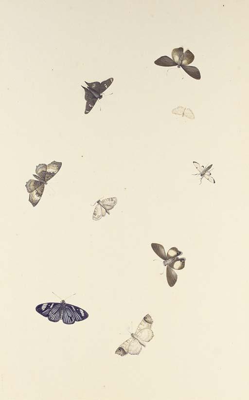 Nicholaas Struyk - Studies of nine butterflies and moths; and Studies of five beetles