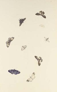 Nicholaas Struyk - Studies of nine butterflies and moths; and Studies of five beetles