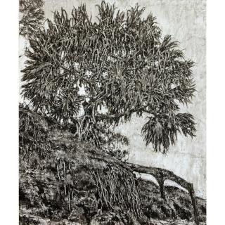 Nicholas Harding - Australian back Beach Pandanus