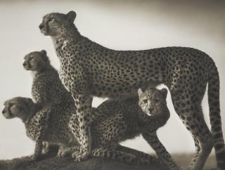Nick Brandt - Cheetah And Cubs, Maasai Mara