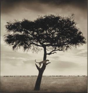 Nick Brandt - Cheetah In Tree, Maasai Mara, Kenya, 2003