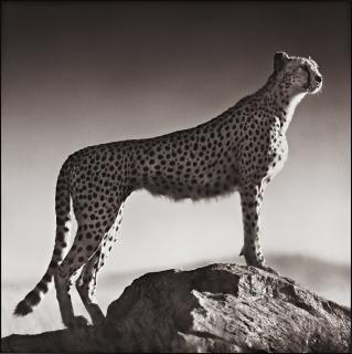 Nick Brandt - \