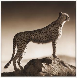 Nick Brandt - Cheetah Standing On Rock, Serengeti