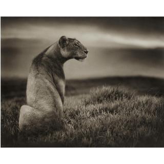 Nick Brandt - Crater Lioness, Ngorongoro Crater, 2000