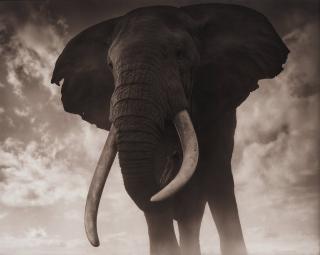 Nick Brandt - \