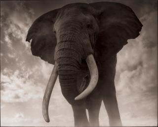 Nick Brandt - Elephant Against Sky, Amboseli