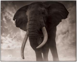 Nick Brandt - Elephant Against Sky, Amboseli,