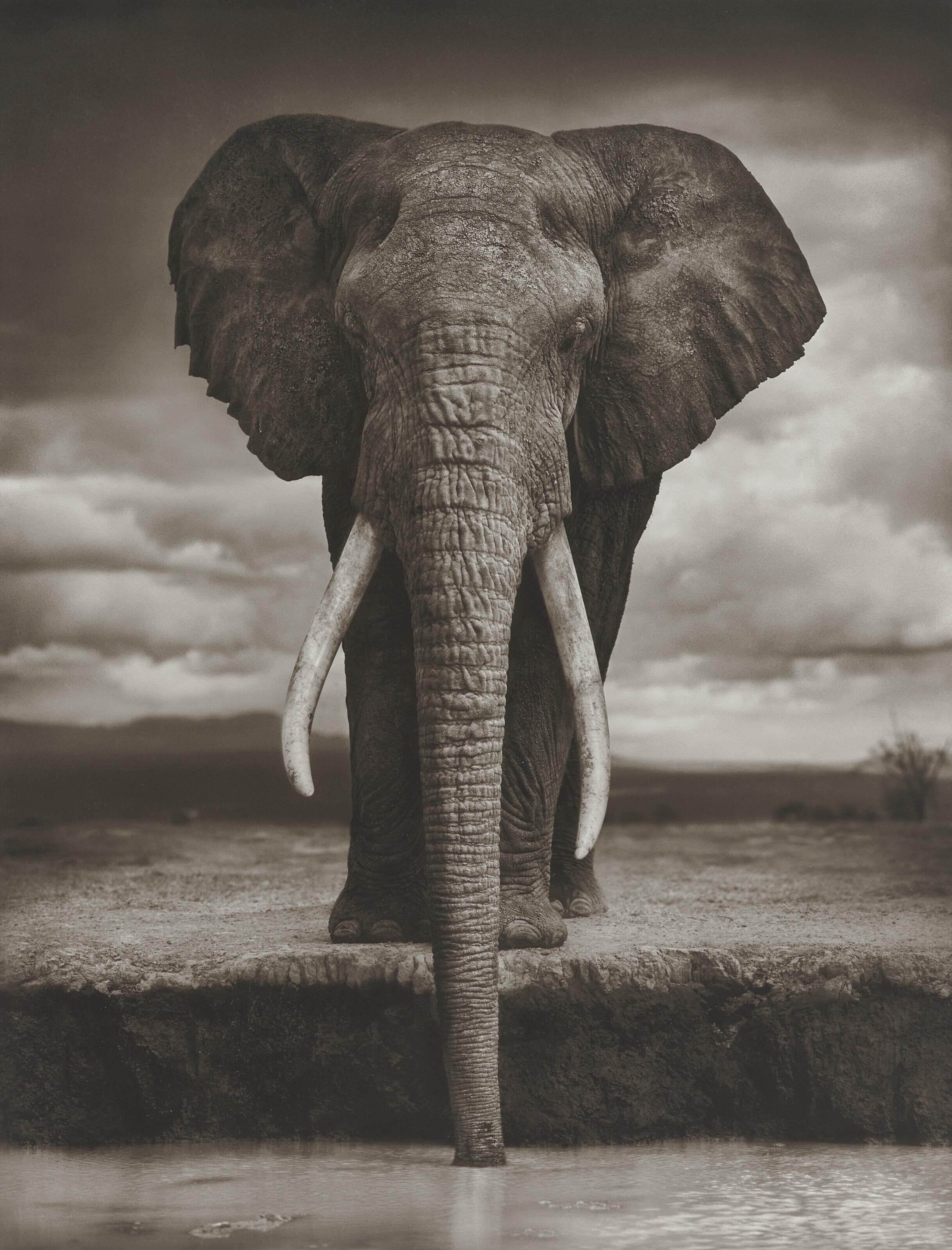 Nick Brandt - Elephant Drinking, Amboseli, 2007