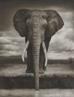 Nick Brandt - Elephant Drinking, Amboseli, 2007