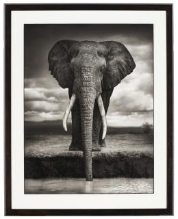 Nick Brandt - Elephant Drinking, Amboseli, 2007
