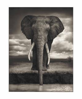 Nick Brandt - Elephant Drinking, Amboseli, 2007