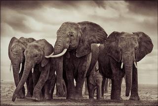 Nick Brandt - \