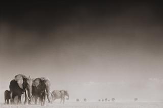 Nick Brandt - Elephant Ghost World, Amboseli