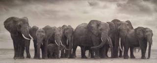 Nick Brandt - Elephant Group On Bare Earth, Amboseli, 2008