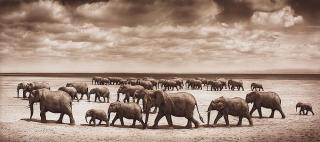Nick Brandt - ”Elephant Herd Crossing Lake Bed in the Sun, Ambroseli 2008”.
