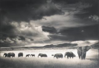 Nick Brandt - Elephant Herd, Serengeti, 2001