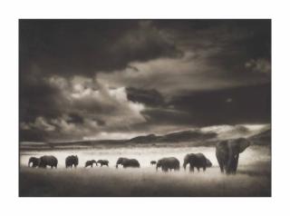 Nick Brandt - Elephant Herd, Serengeti, 2001