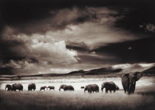 Nick Brandt - Elephant Herd, Serengeti