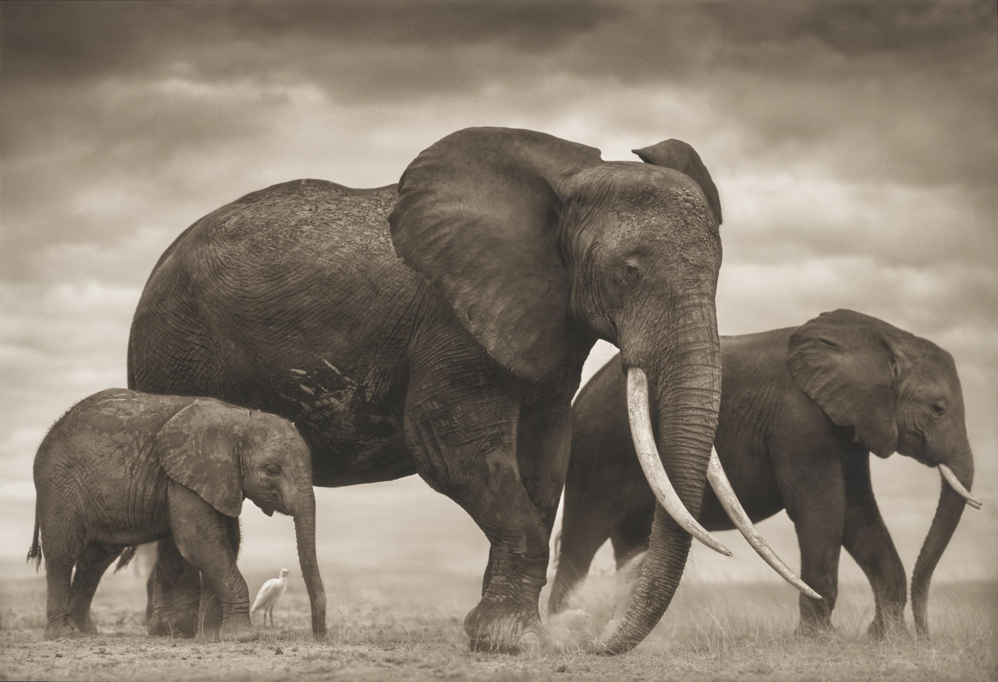Nick Brandt - Elephant Kicking Dust, Amboseli, 2007
