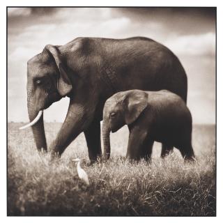Nick Brandt - Elephant Mother And Baby Walking In Tandem, Maasai Mara, 2003