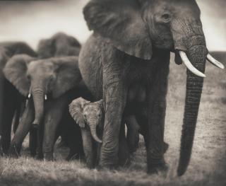 Nick Brandt - Elephant Mother & Two Babies, Serengeti