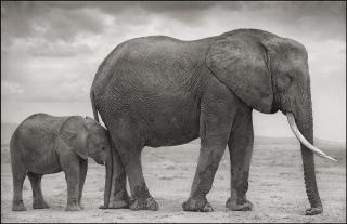 Nick Brandt - \