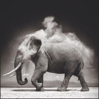 Nick Brandt - Elephant With Exploding Dust, 2004