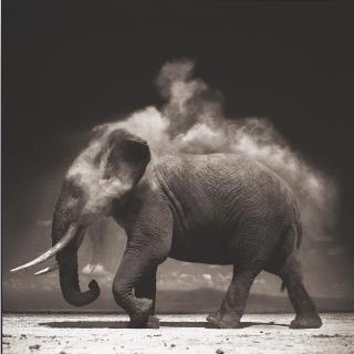 Nick Brandt - Elephant with exploding dust, Amboseli, 2004
