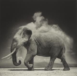 Nick Brandt - Elephant With Exploding Dust, Amboseli