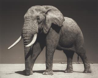 Nick Brandt - Elephant with Half Ear, 2010