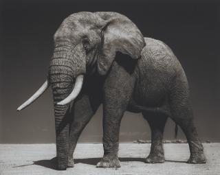 Nick Brandt - Elephant with Half-Ear, Amboseli, 2010