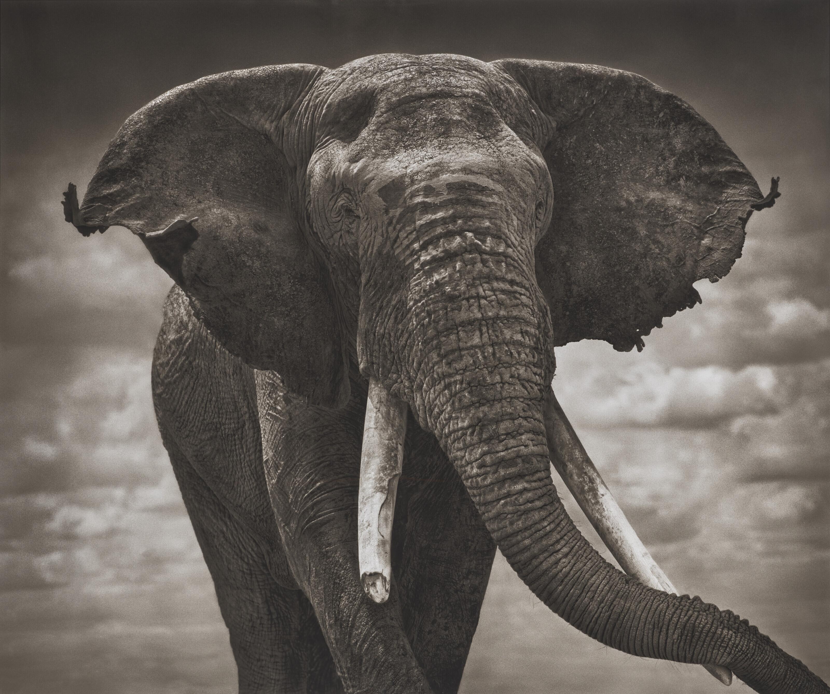 Nick Brandt - Elephant with Tattered ears, Amboseli, 2008