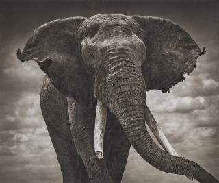Nick Brandt - Elephant with Tattered ears, Amboseli, 2008
