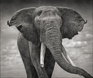 Nick Brandt - Elephant With Tattered Ears\'
