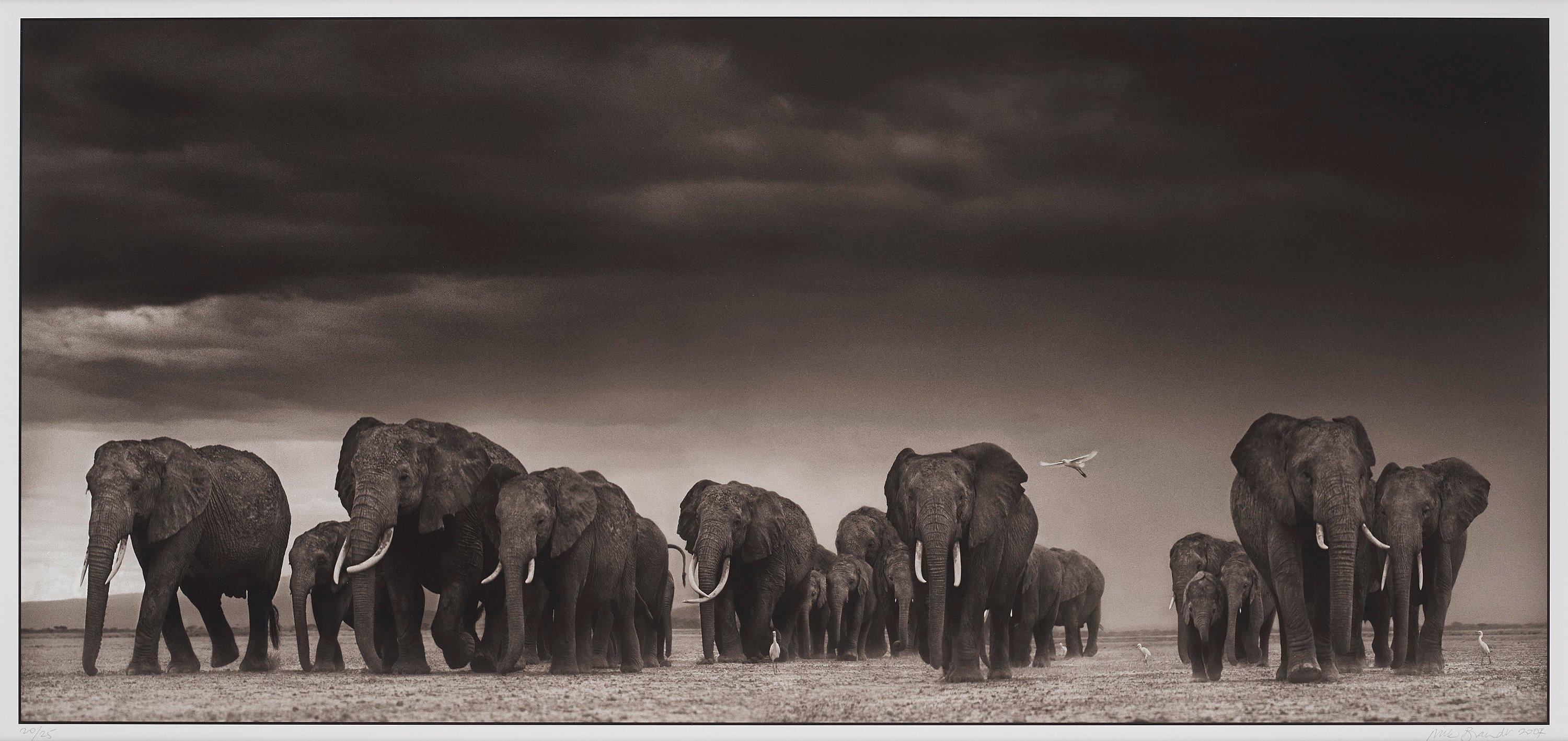 Nick Brandt - \'Elephants and Egrets after storm, Amboseli, 2007\'