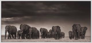 Nick Brandt - \'Elephants and Egrets after storm, Amboseli, 2007\'