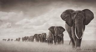 Nick Brandt - \