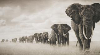 Nick Brandt - \'Elephants Walking Through Grass, Amboseli\', 2008