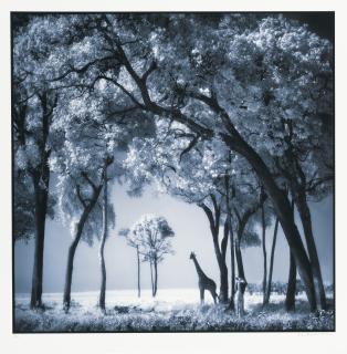 Nick Brandt - Giraffe and Baby under Trees