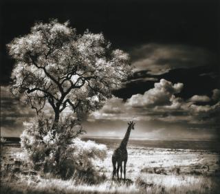 Nick Brandt - Giraffe Looking Out Over Plains, Serengeti