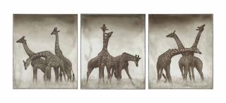 Nick Brandt - Giraffe Triptych, Maasai Mara, 2005