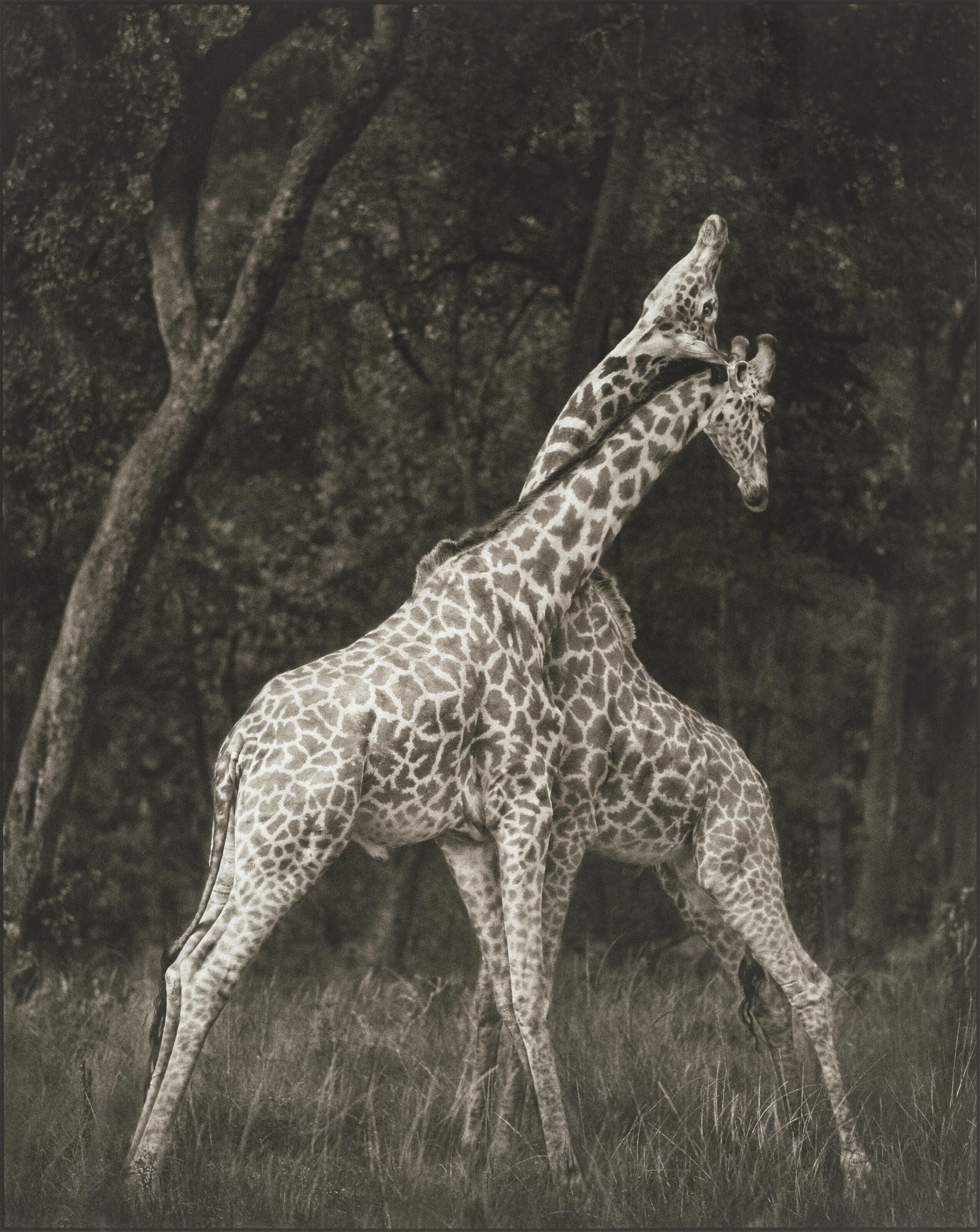 Nick Brandt - Giraffes Battling in Forest, Masai Mara, 2008